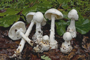  Amanita ขาว