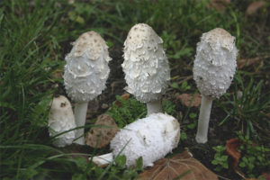  มีสีขาวนวล