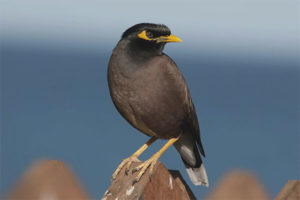  Mynah ทั่วไป
