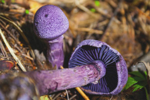  Cobweb สีม่วง