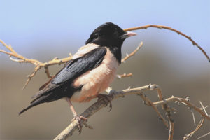  สีชมพู starling