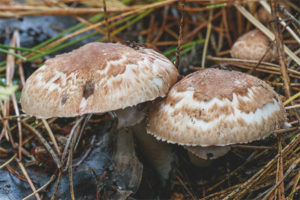  เห็ดป่า