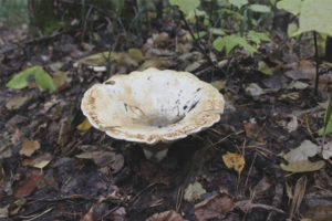  vellereus lactifluus