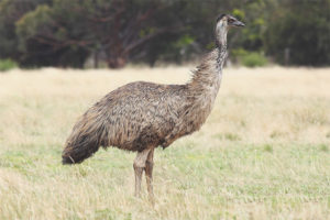  นกกระจอกเทศ Emu