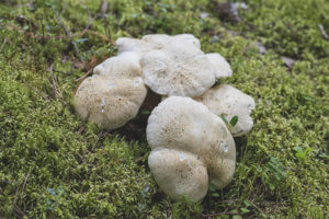  แกะ Polypore