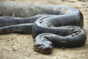  Anaconda สามัญ