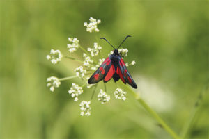  zygaenidae ผีเสื้อ