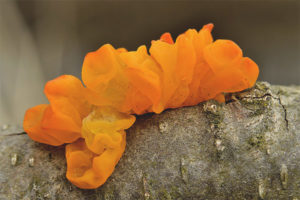  ส้ม Tremella