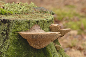  ฟองน้ำ Oak