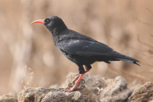 Chough