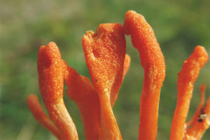  ทหาร Cordyceps