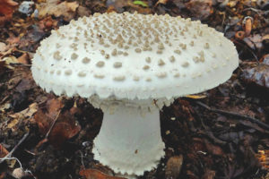  Amanita ร่วน