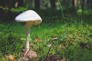  Amanita เหม็น