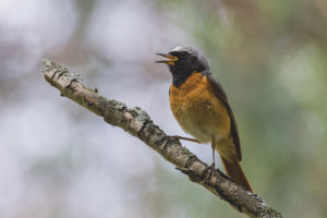  Redstart ธรรมดา