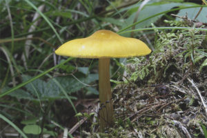  สิงโตสีเหลืองอ่อน