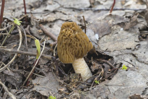  หมวก Morel