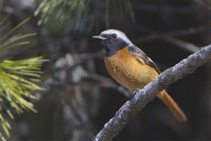  ไซเบอร์เบียน Redstart