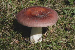  อาหาร Russula