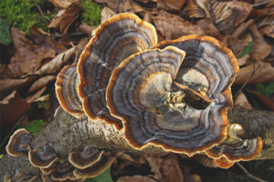  หลายสี trametes