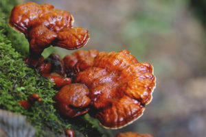  Polypore ขัดเงา