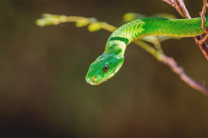  สีเขียว mamba