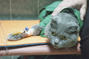  Hemobartonellosis ในแมว