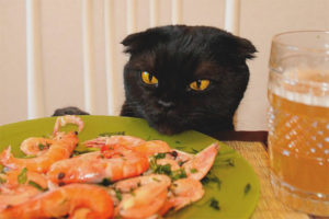 แมวสามารถให้กุ้งได้หรือไม่