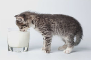  เป็นไปได้หรือไม่ที่ลูกแมวจะให้ kefir