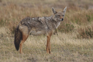  Common Jackal