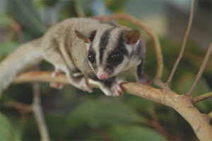  กระรอกบิน Marsupial
