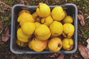  วิธีการเก็บ Quince