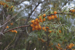  วิธีการเก็บรวบรวม buckthorn ทะเล
