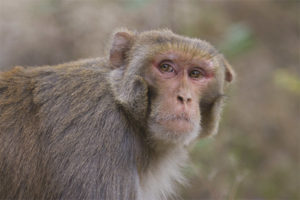  ลิงกังลิง (Rhesus macaque)
