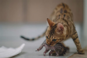  ทำไมแมวกัดลูกแมวของมัน