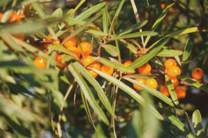  เมื่อจะเก็บและวิธีการที่จะแห้งใบทะเล buckthorn