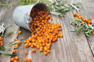  ทะเล buckthorn กับเย็น